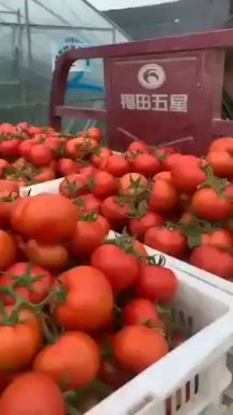 硬粉西红柿通货硬粉弧一以下，可以往全国各地发，