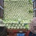 河北定州蔬菜基地黄心大白菜大量上市