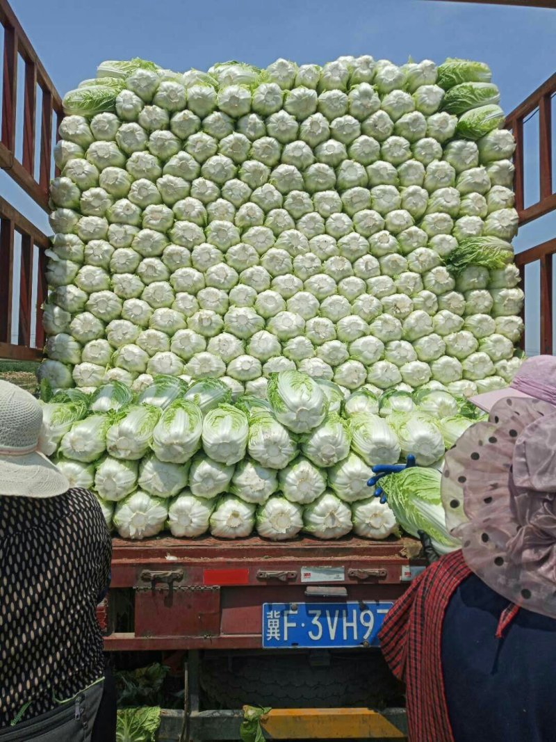 河北定州蔬菜基地黄心大白菜大量上市