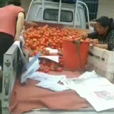 西红柿