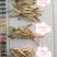 红皮甘草，大片、中大斜片、中小片、小片、杂色皮小片供应