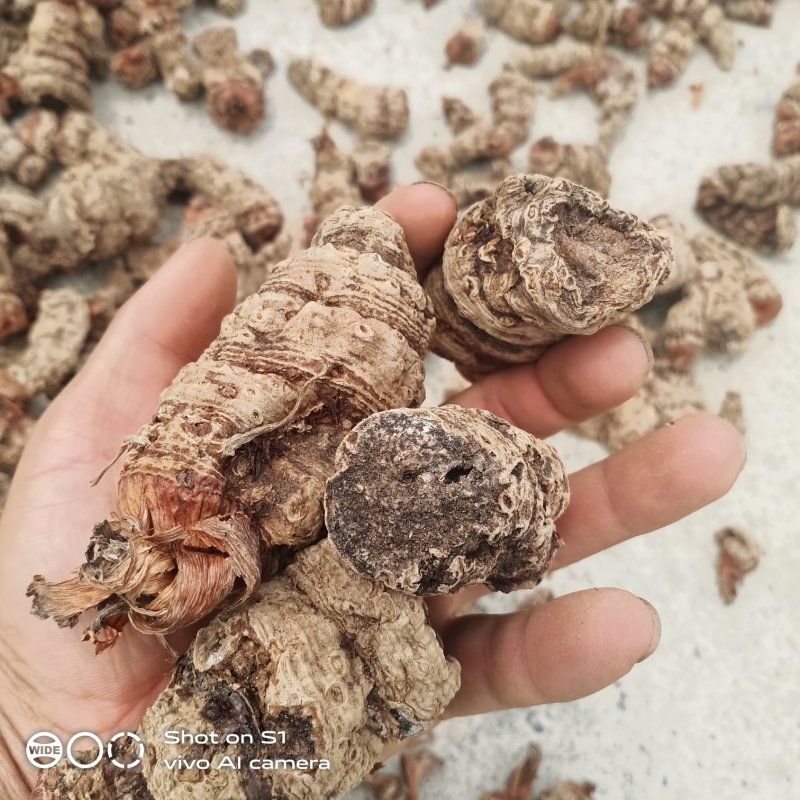云南野生雪里见，半载烂，有需要的老板请多关照