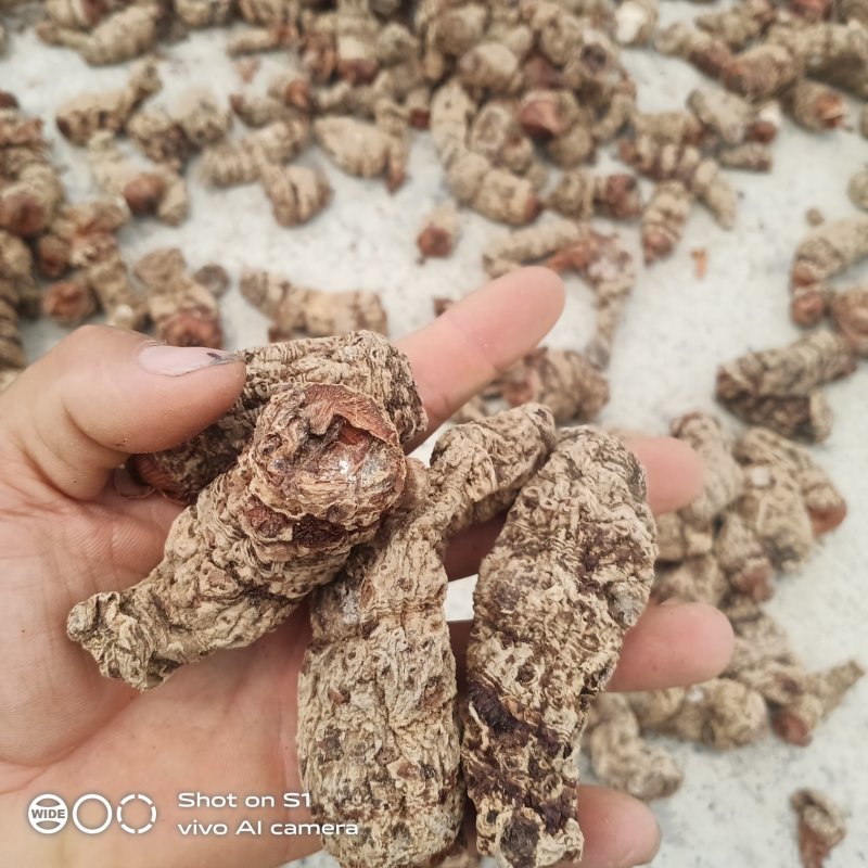 云南野生雪里见，半载烂，有需要的老板请多关照