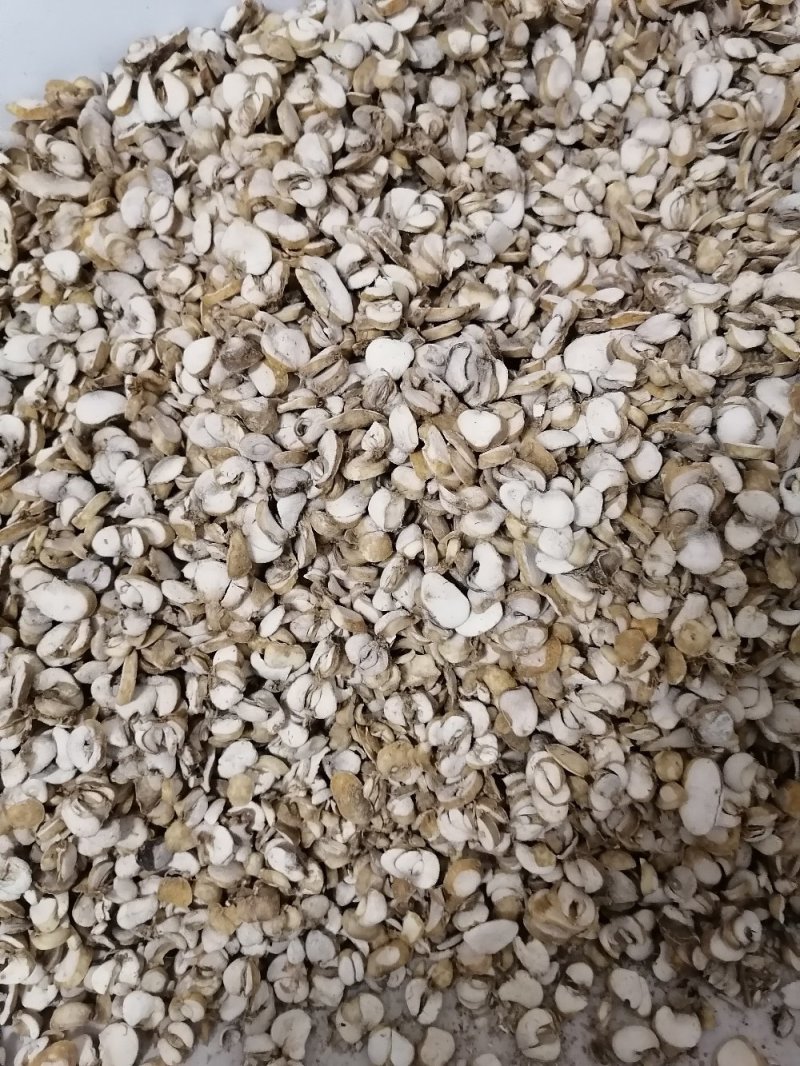 贝母，高含量贝母片无硫干片。