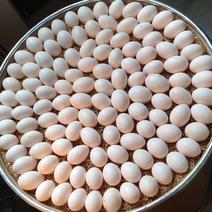 鲜鸽子蛋杂粮鸽蛋农家散养白鸽蛋河北省石家庄市新鲜鸽子蛋