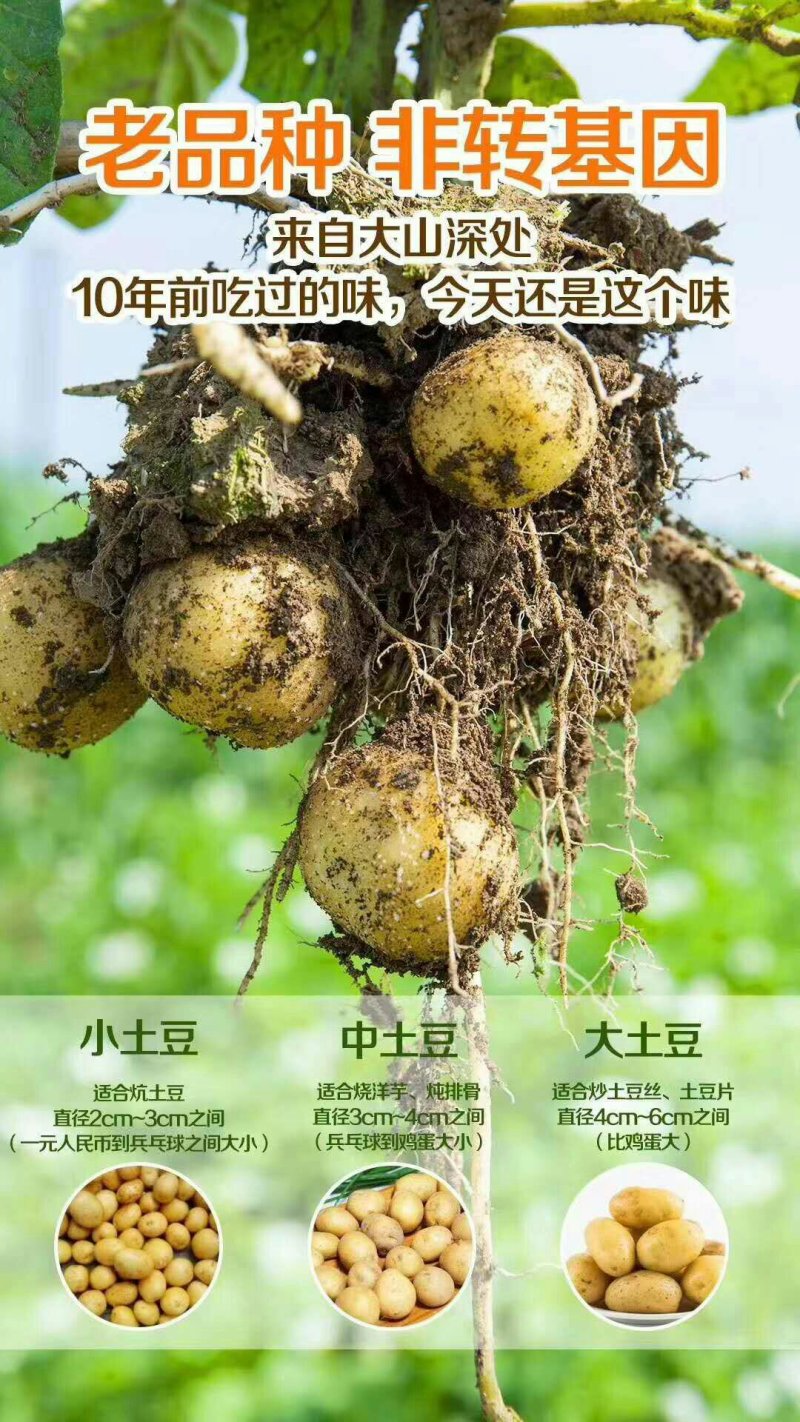 你下的每一单都是对中国农民的支持和肯定，正宗恩施马尔科