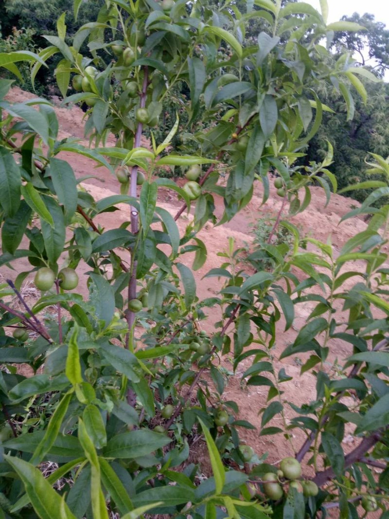 油桃