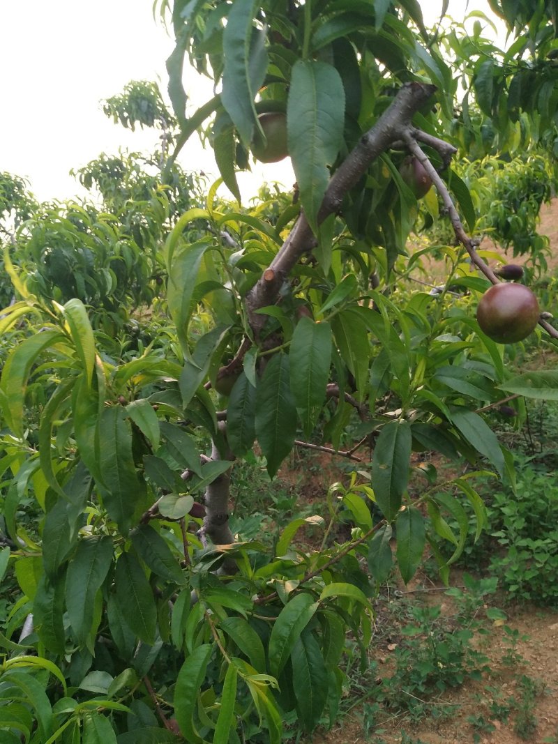 油桃