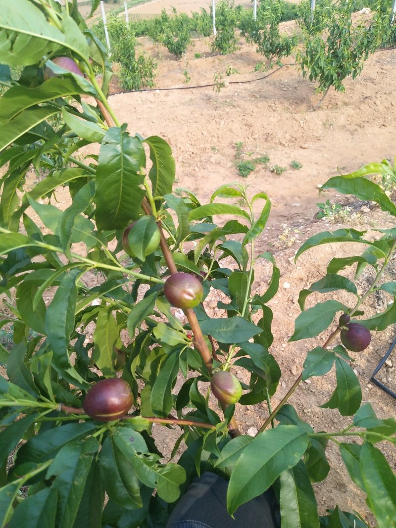 油桃