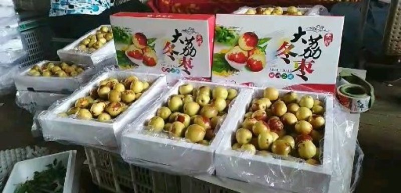 冬枣陕西温棚冬枣钢架棚冬枣露天冬枣直发，可视频看货