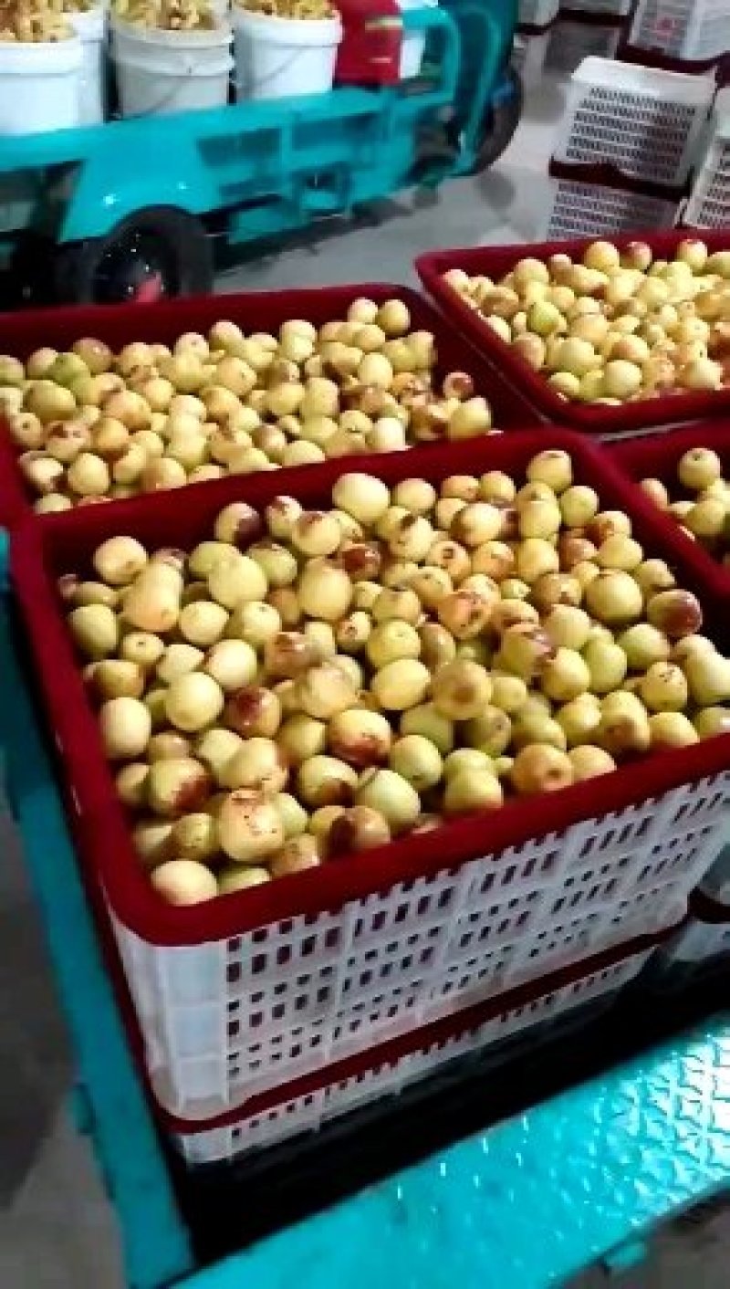 冬枣陕西温棚冬枣钢架棚冬枣露天冬枣直发，可视频看货