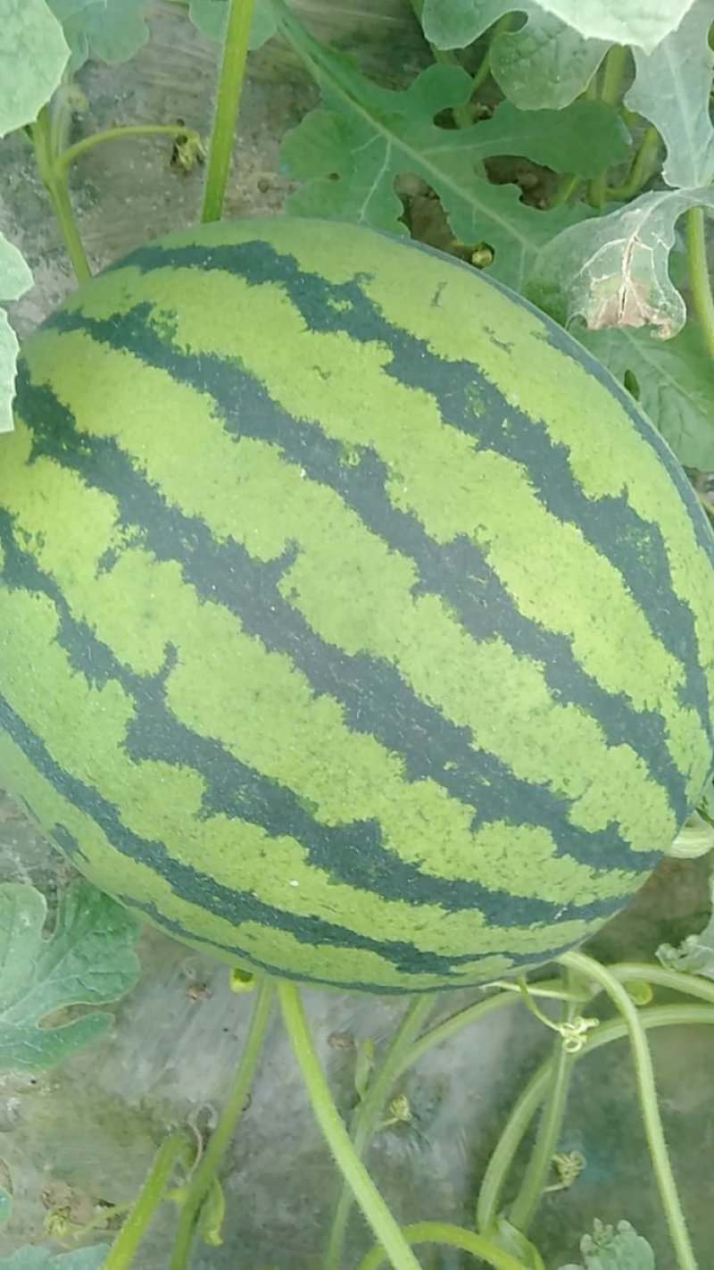 平度明村西瓜产区欢迎老板们的光临量大头茬