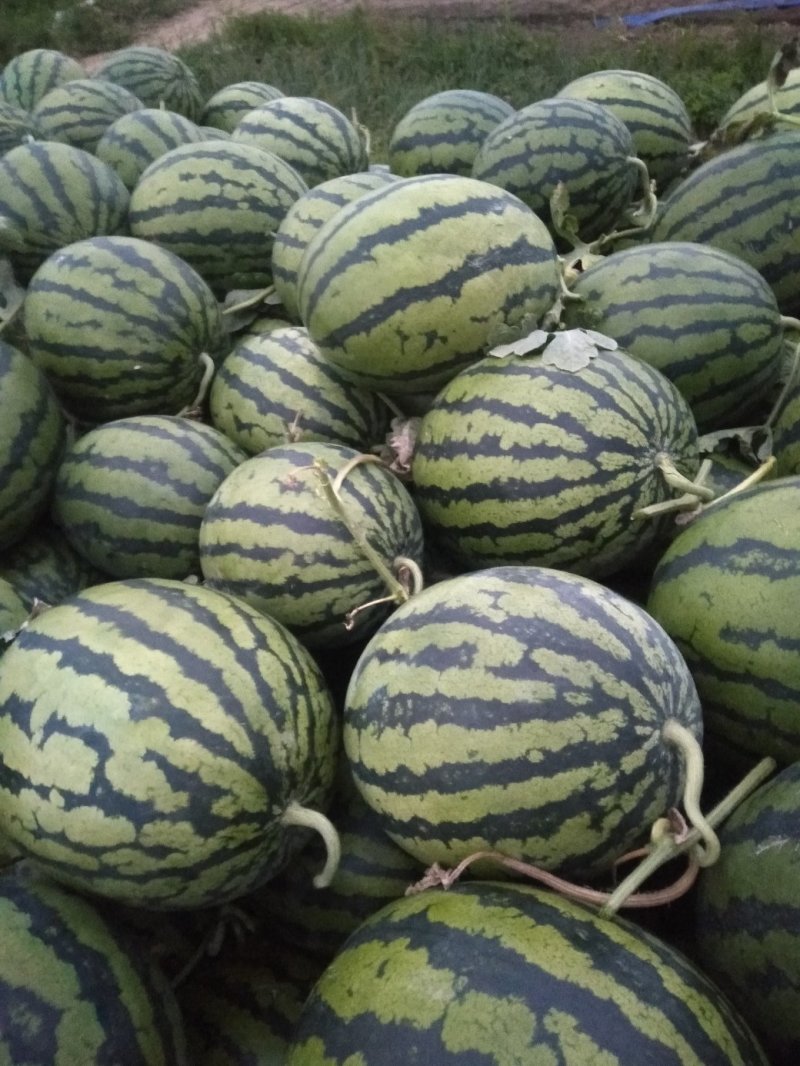 平度明村西瓜产区欢迎老板们的光临量大头茬