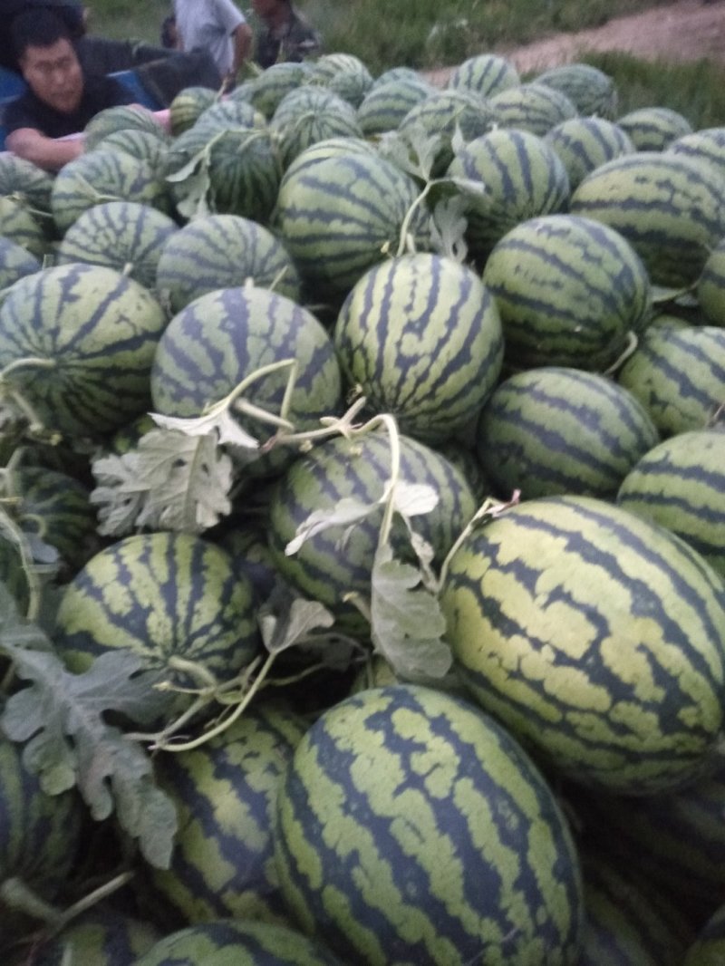 平度明村西瓜产区欢迎老板们的光临量大头茬