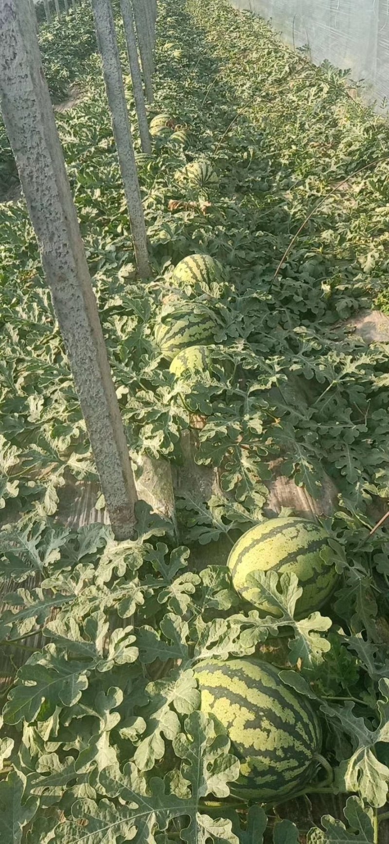 平度明村西瓜产区欢迎老板们的光临量大头茬