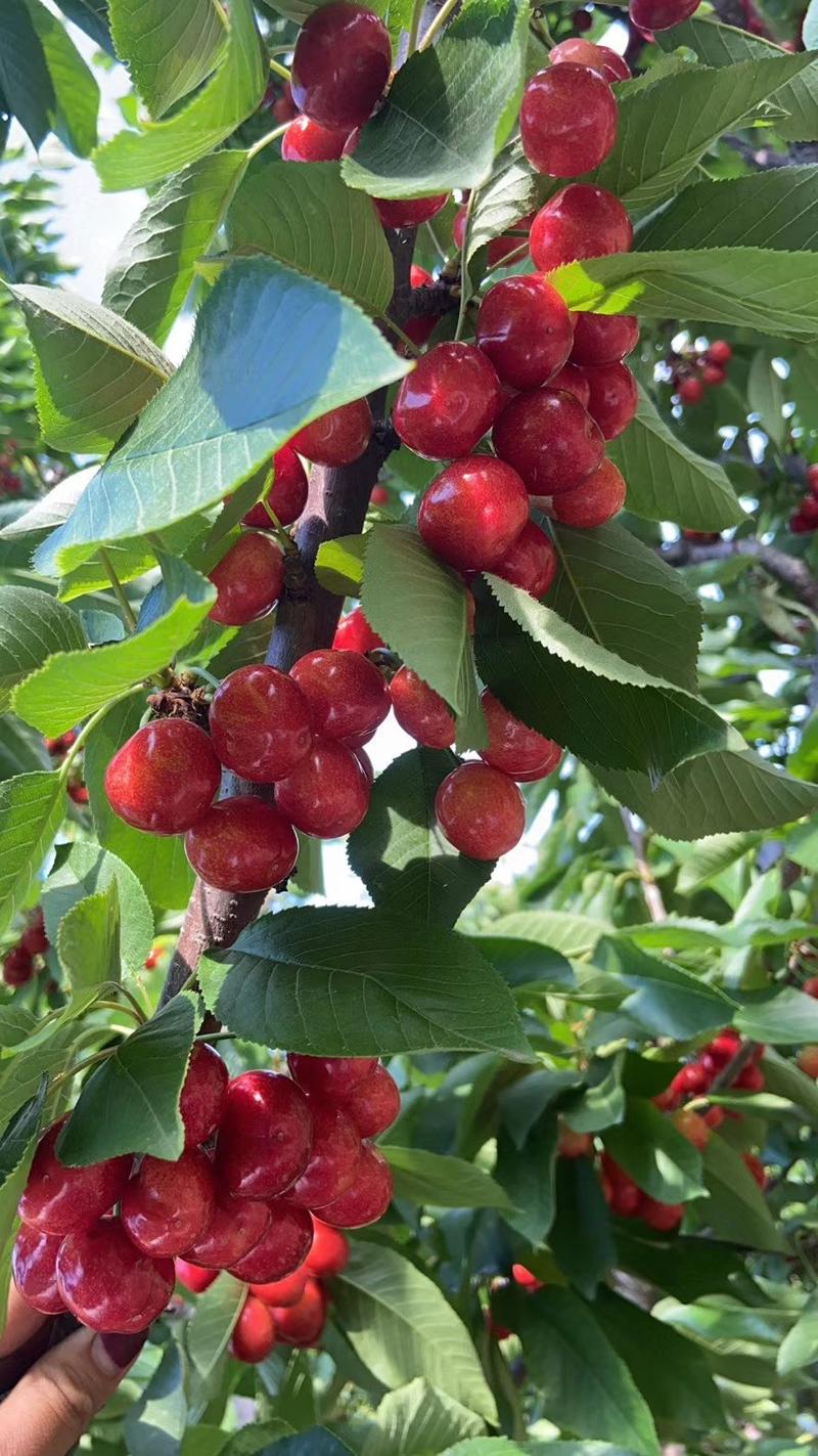 [樱桃]山东红灯，美早樱桃大量上市，品种齐全，全国发货