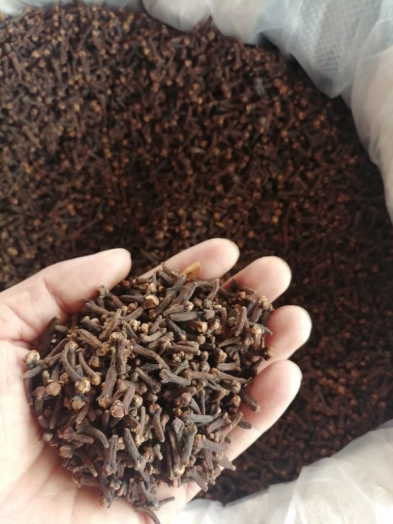 丁香，小丁香，进口小丁香，火红火红的大红丁香现货供应