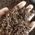 丁香，小丁香，进口小丁香，火红火红的大红丁香现货供应