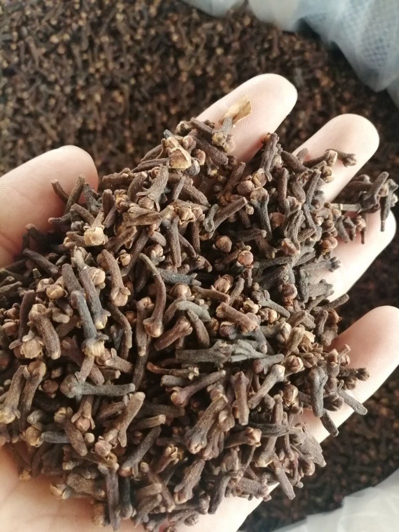丁香，小丁香，进口小丁香，火红火红的大红丁香现货供应