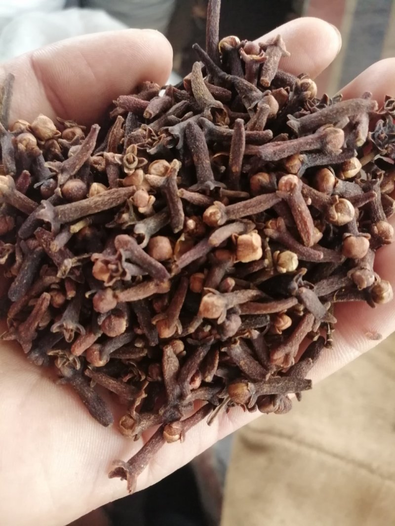 丁香，小丁香，进口小丁香，火红火红的大红丁香现货供应