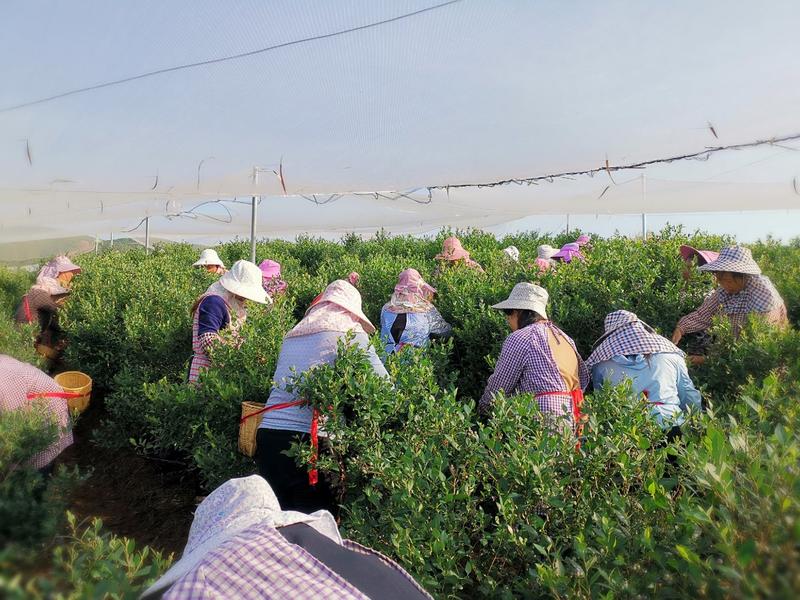 云南高原蓝莓种植基地10~18mm鲜果，可来基地参观