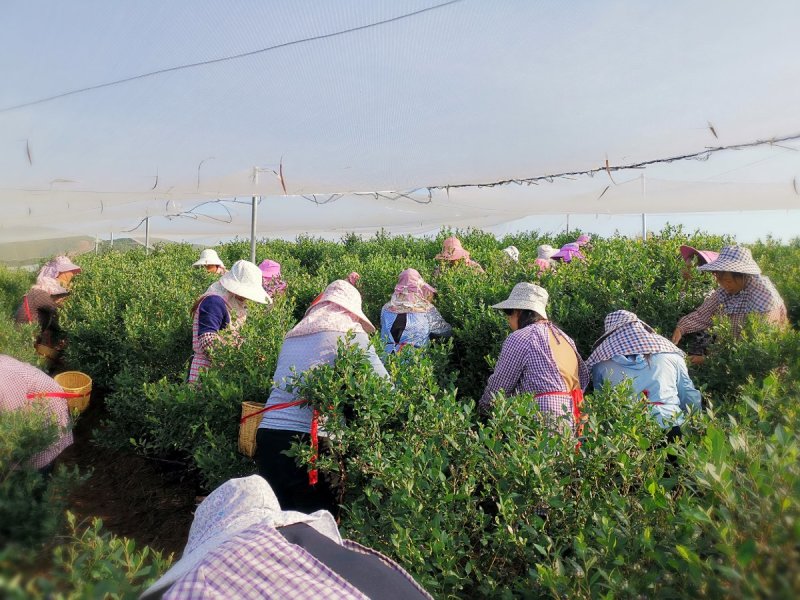 云南高原蓝莓种植基地10~18mm鲜果，可来基地参观