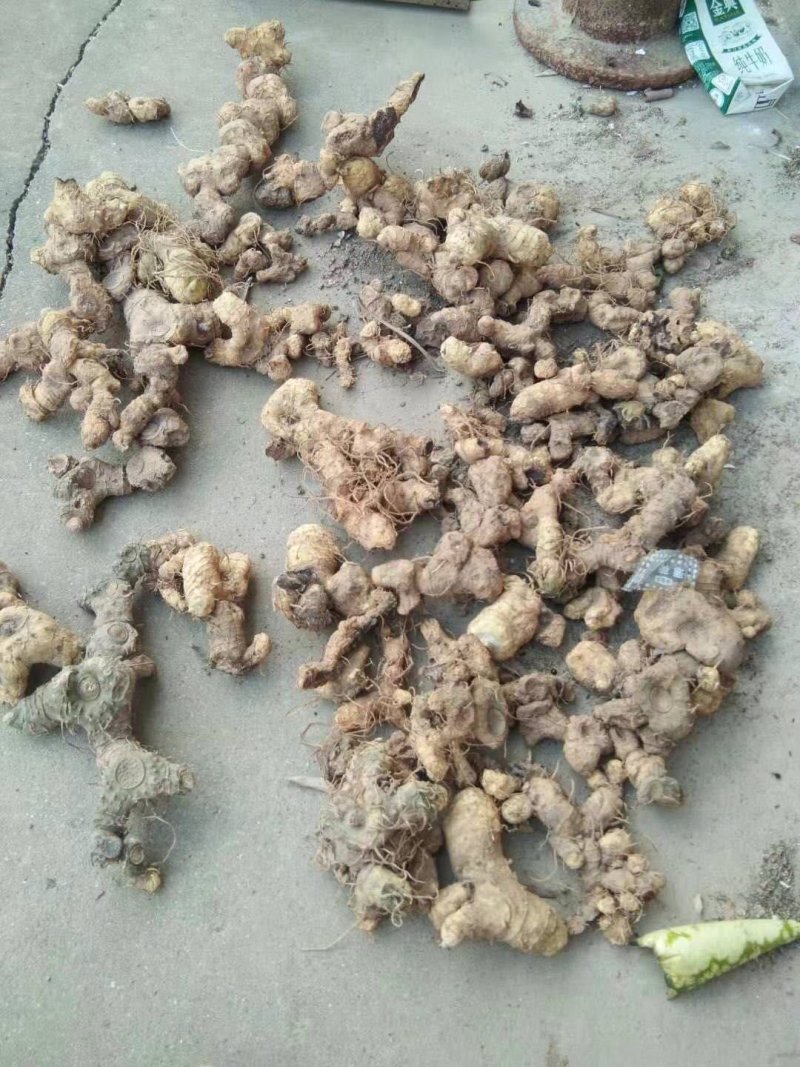 黄精