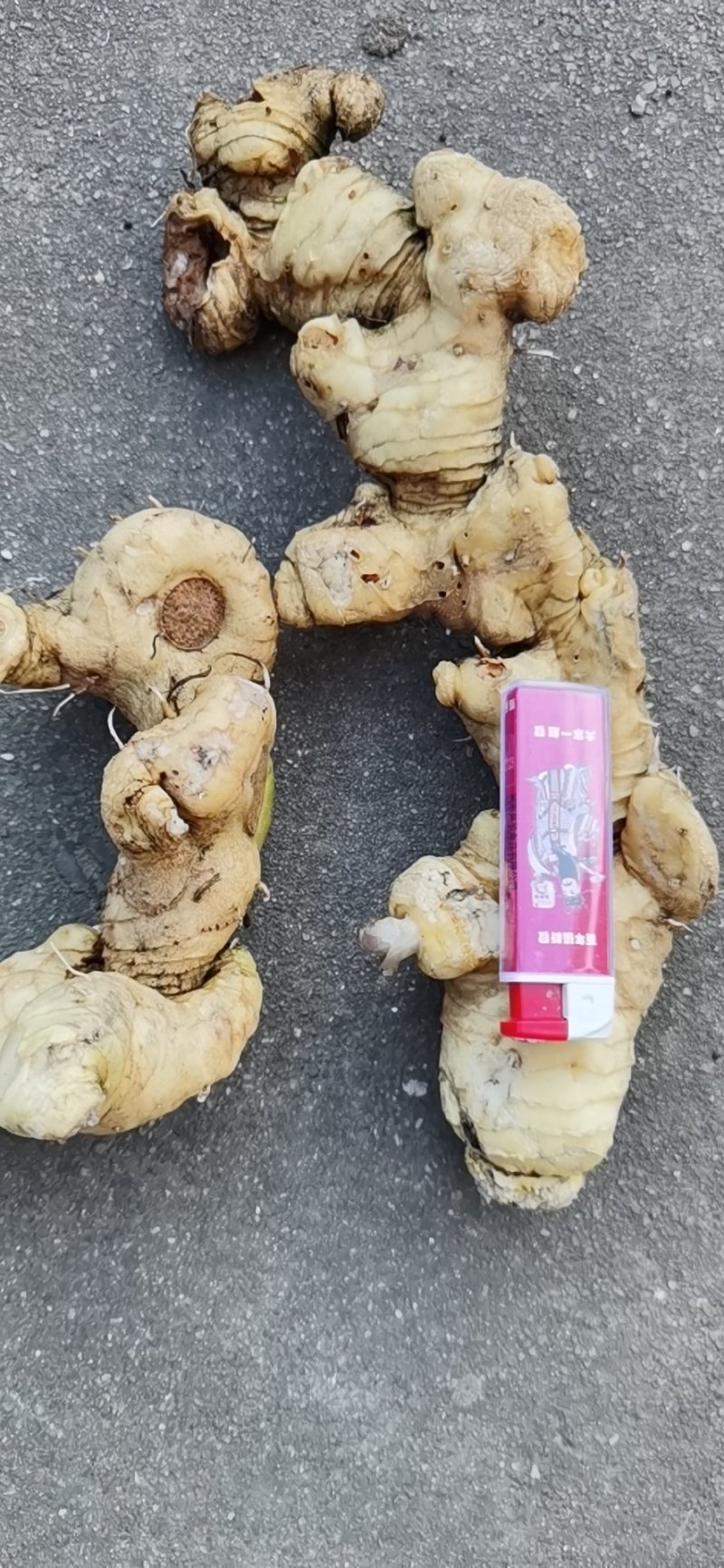 黄精
