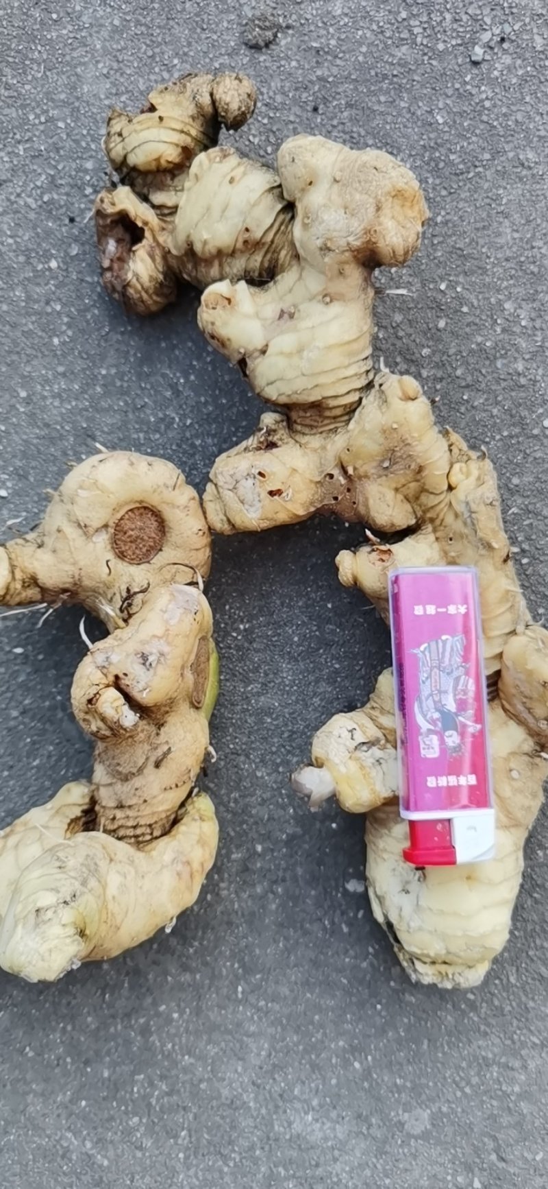 黄精