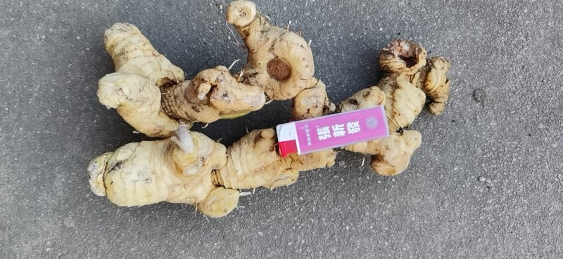 黄精