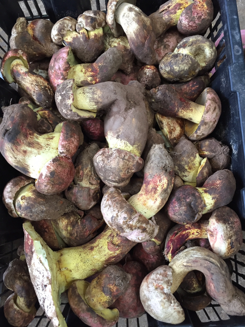 野生菌陆续上市品种也随着增加需要的老板联系
