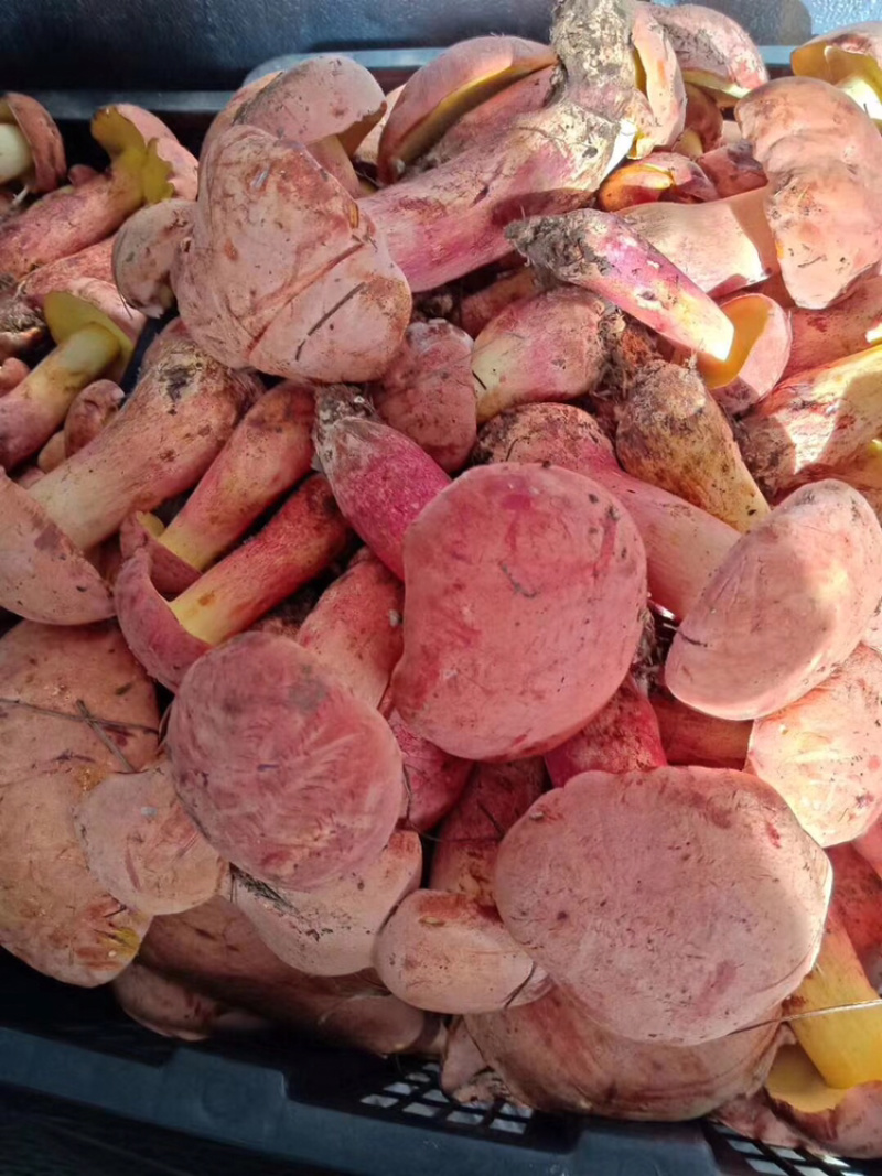 野生菌陆续上市品种也随着增加需要的老板联系