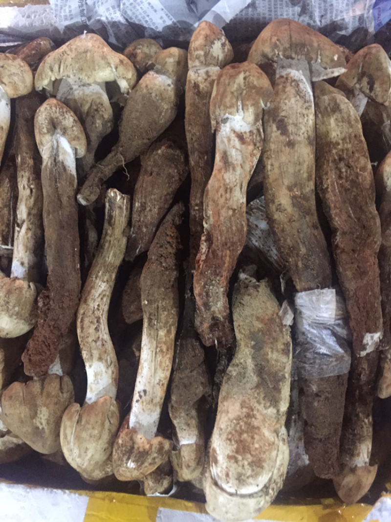 野生菌陆续上市品种也随着增加需要的老板联系