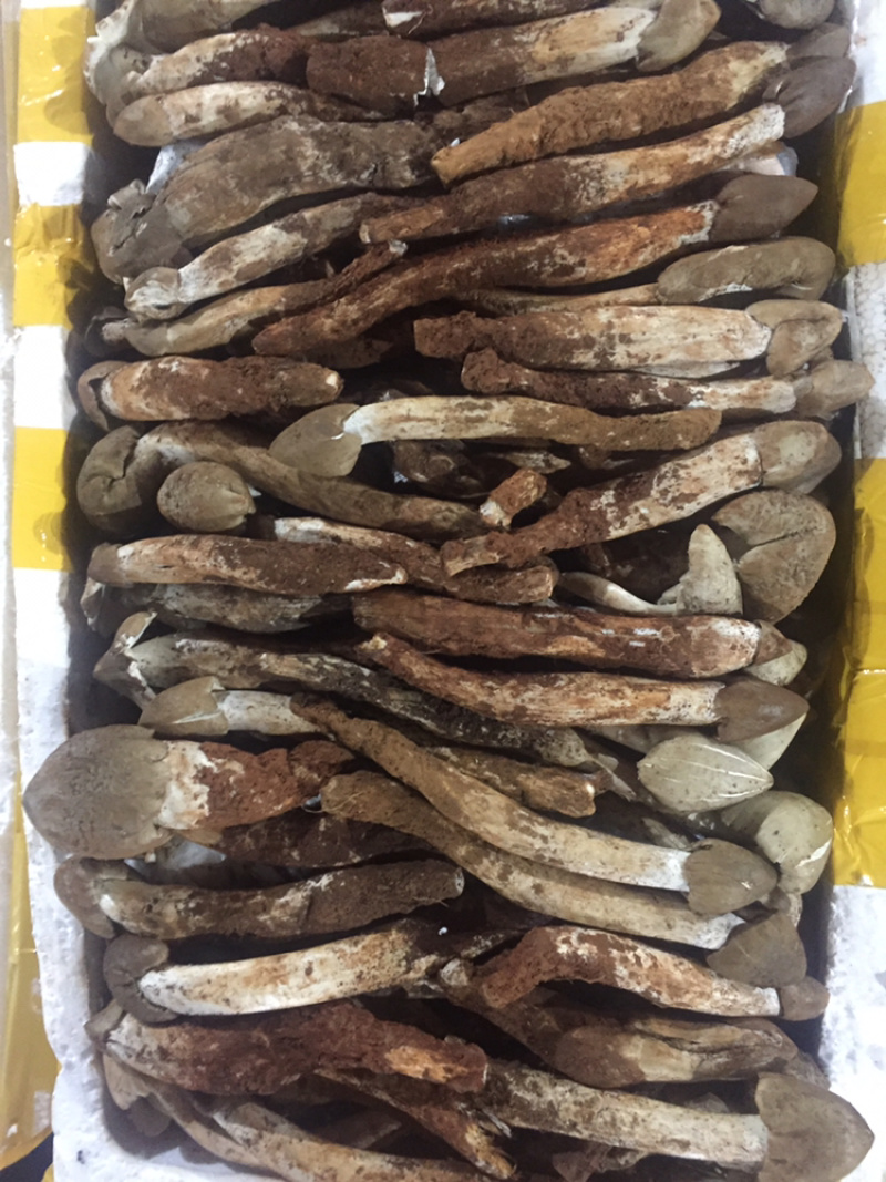 野生菌陆续上市品种也随着增加需要的老板联系