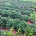 云南高原蓝莓种植基地10~18mm鲜果，可来基地参观