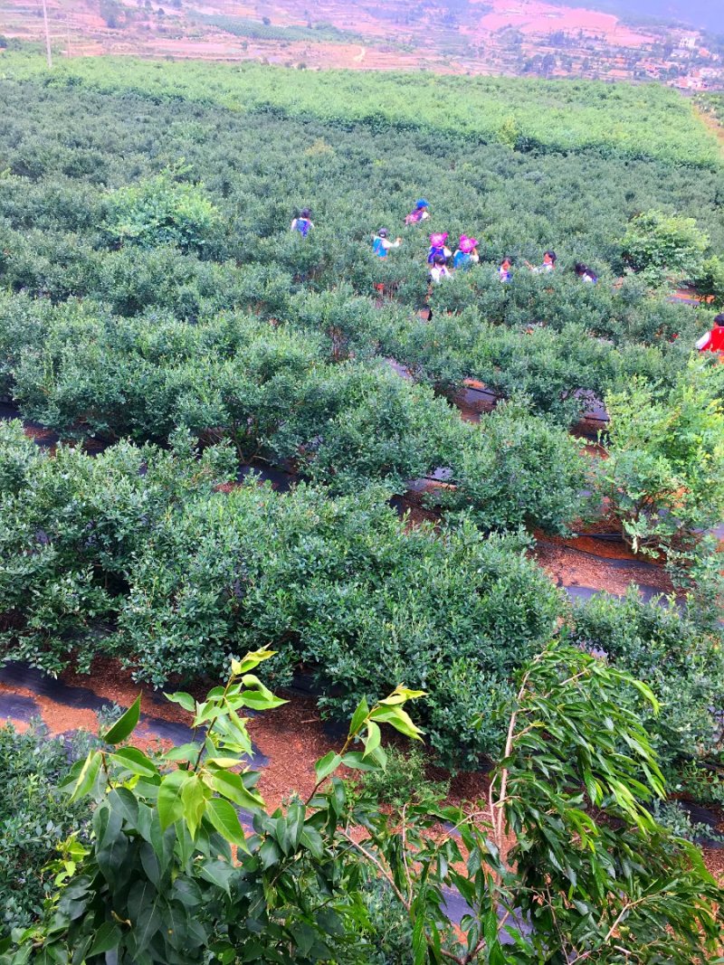 云南高原蓝莓种植基地10~18mm鲜果，可来基地参观