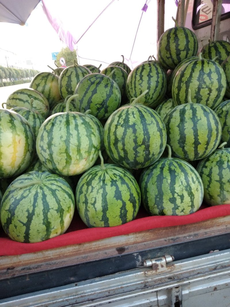 湖北西瓜精品美都大量有货.产地直发。大棚.露天都有