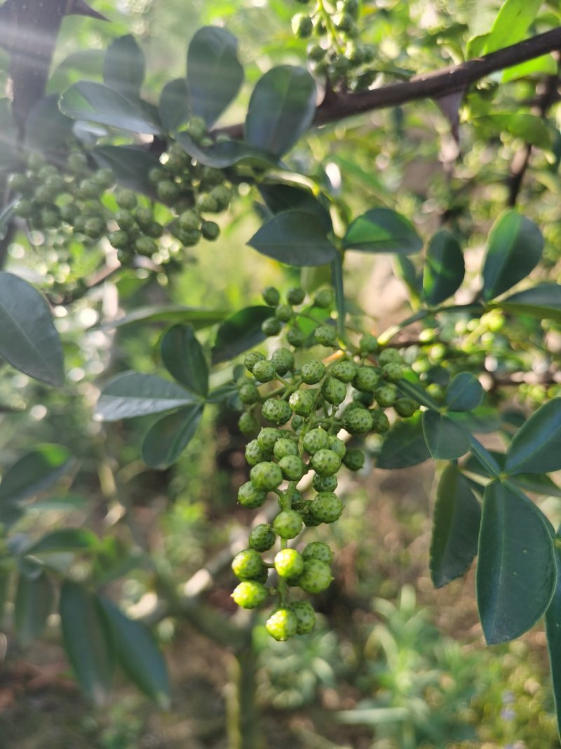 青花椒