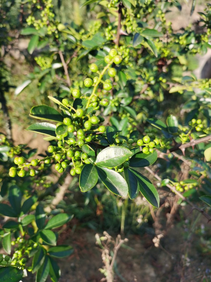 青花椒