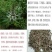云南野生猫须草肾茶化石草养生茶猫须公中药材包邮