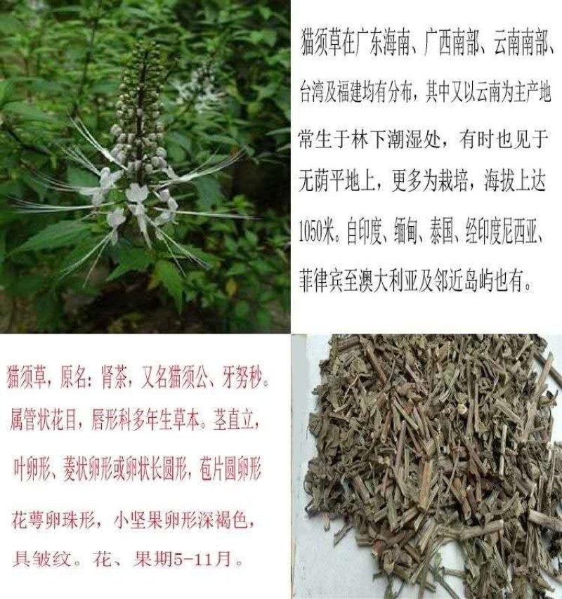 云南野生猫须草肾茶化石草养生茶猫须公中药材包邮