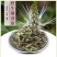 云南野生猫须草肾茶化石草养生茶猫须公中药材包邮