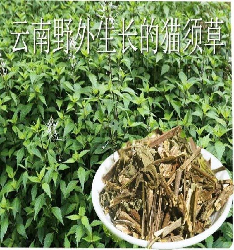 云南野生猫须草肾茶化石草养生茶猫须公中药材包邮
