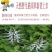 云南野生猫须草肾茶化石草养生茶猫须公中药材包邮