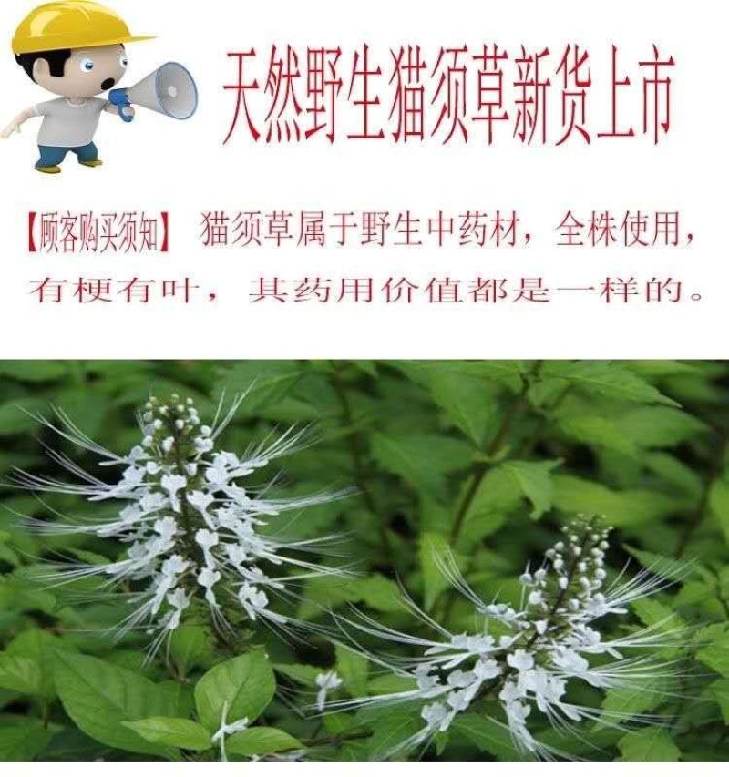 云南野生猫须草肾茶化石草养生茶猫须公中药材包邮