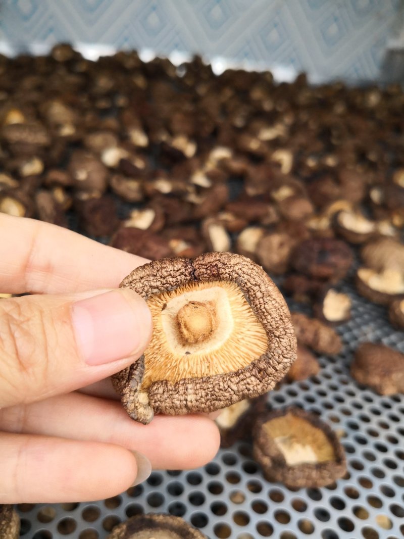 电烘干机烤箱香菇羊肚菌药材笋干豆角鱼虾烘干30格