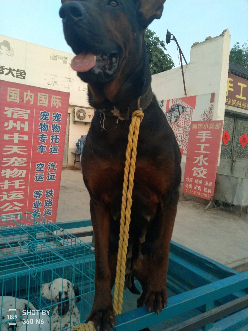 莱州红，又名苏联红，川红，大型犬种，勇敢