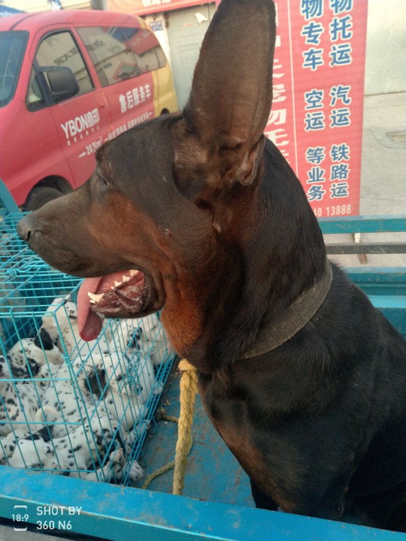 莱州红，又名苏联红，川红，大型犬种，勇敢