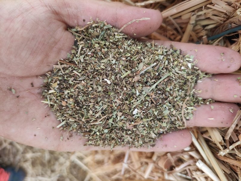 花生秧碎叶：绿色超70%以上