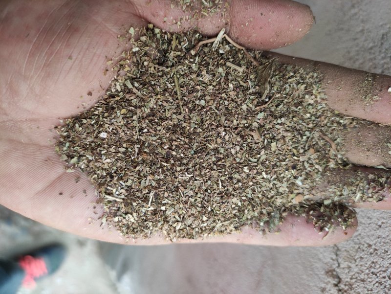 花生秧碎叶：绿色超70%以上